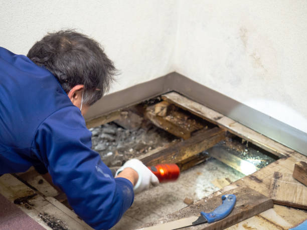 Best Affordable Mold Removal  in Banner Hill, TN