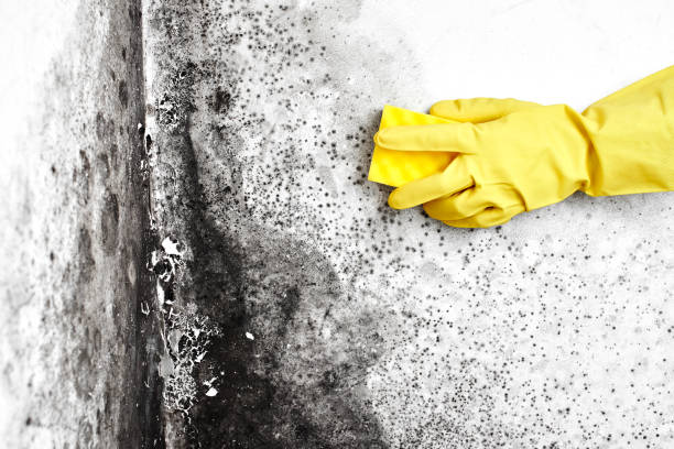 Best Same-Day Mold Removal  in Banner Hill, TN
