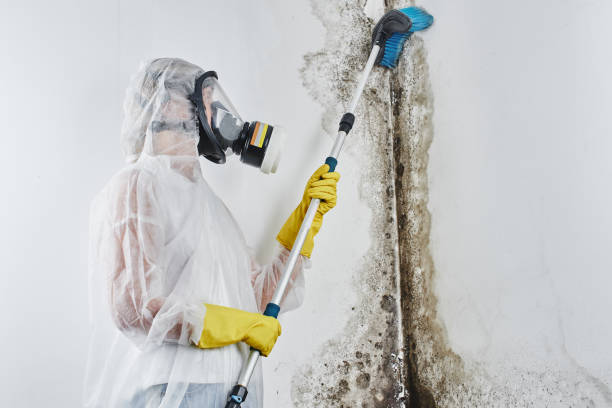 Best Fast Mold Removal  in Banner Hill, TN