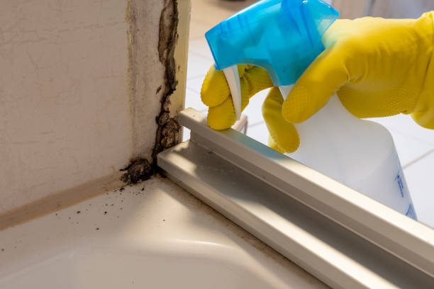 Best Local Mold Removal Service  in Banner Hill, TN