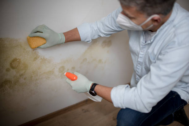 Home Mold Removal in Banner Hill, TN