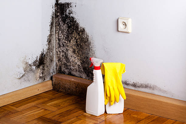 Best Same-Day Mold Removal  in Banner Hill, TN