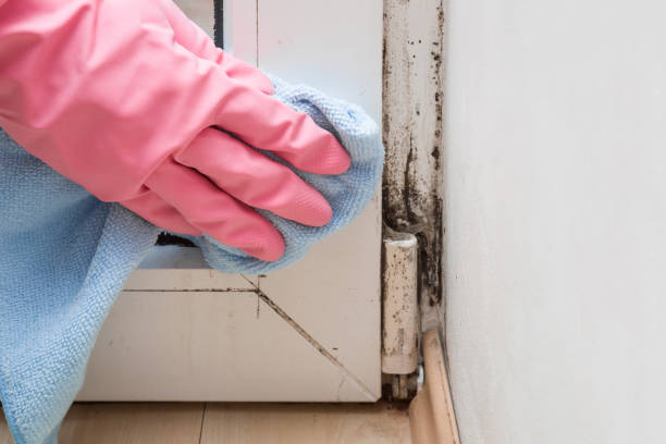 Best Commercial Mold Removal  in Banner Hill, TN